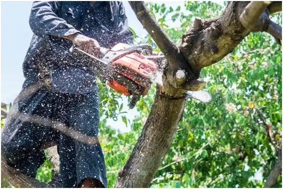tree services Whitefish Bay